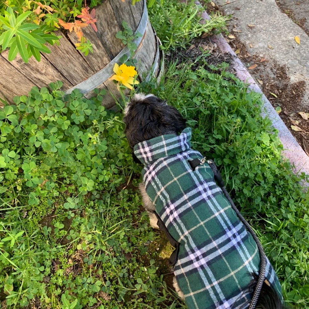 Ella Fitzgerald Brakes for Daffodils!